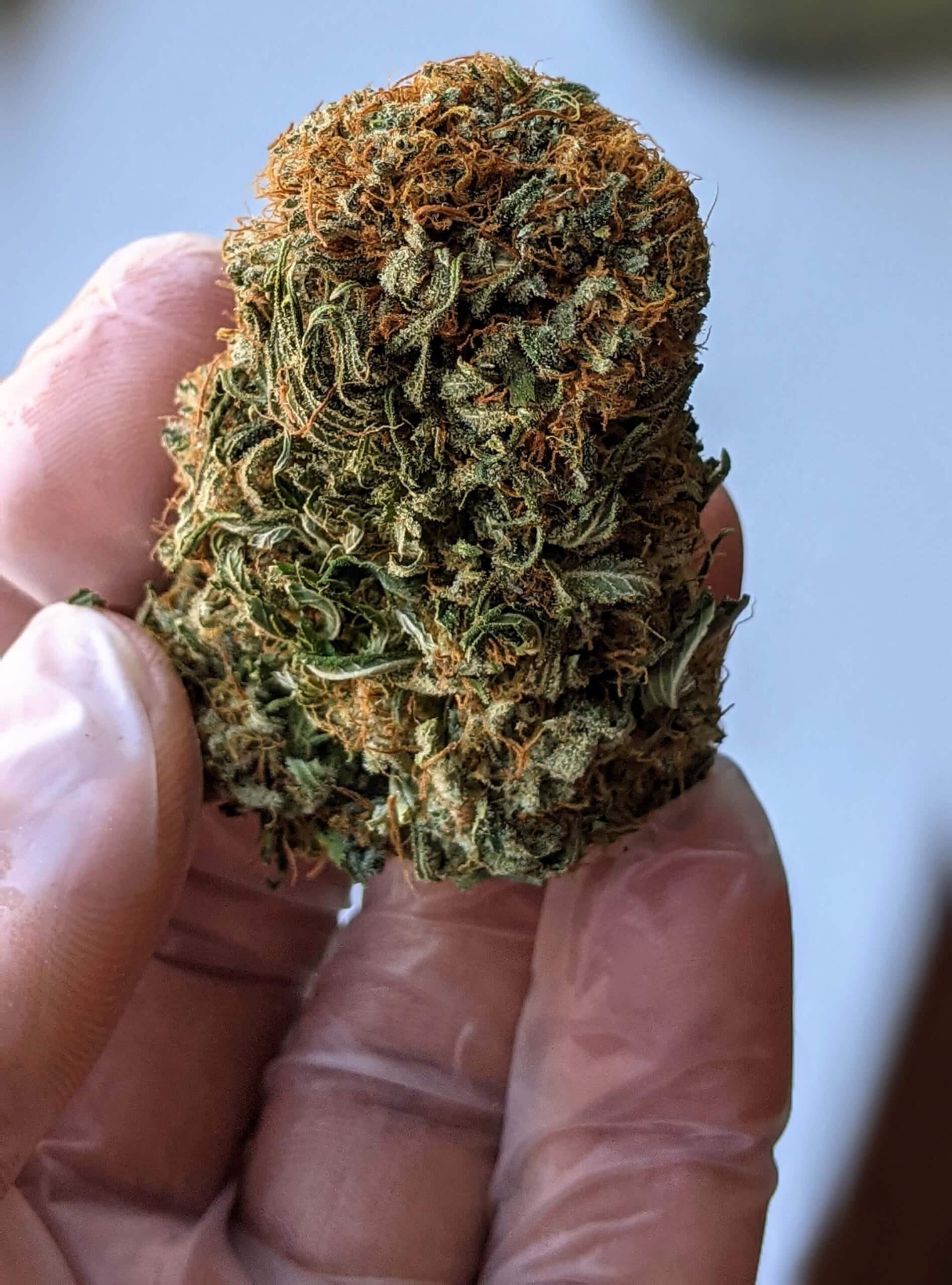 cured cannabis flowers