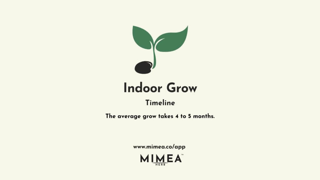 Mimea Cannabis Indoor Grow Timeline