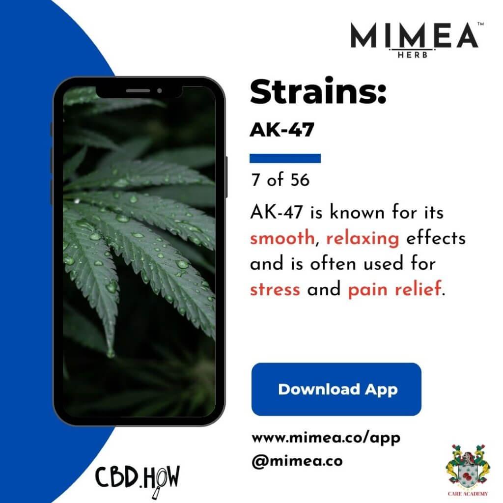 AK-47 Cannabis Strain