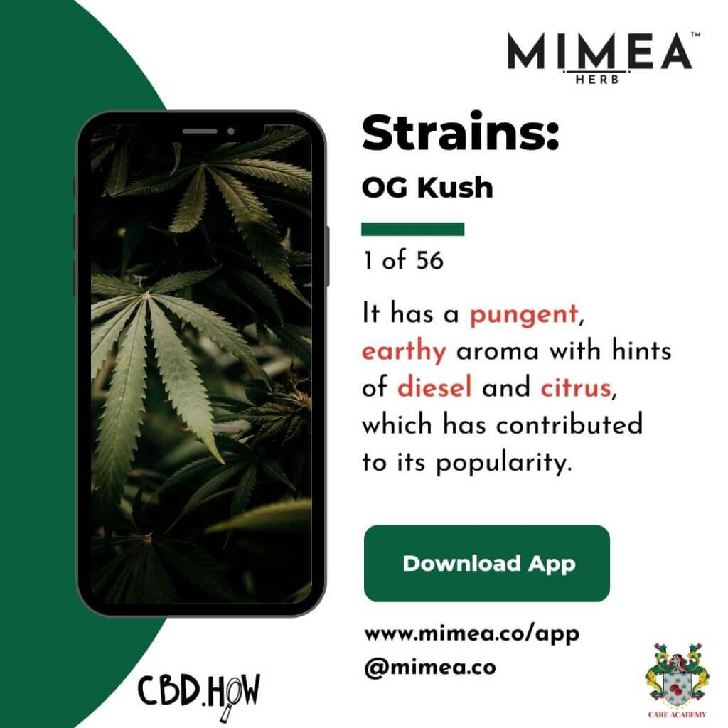OG Kush Cannabis Strain