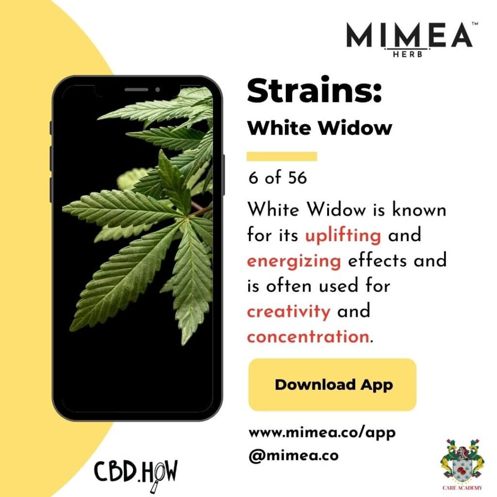 White Widow Cannabis Strain