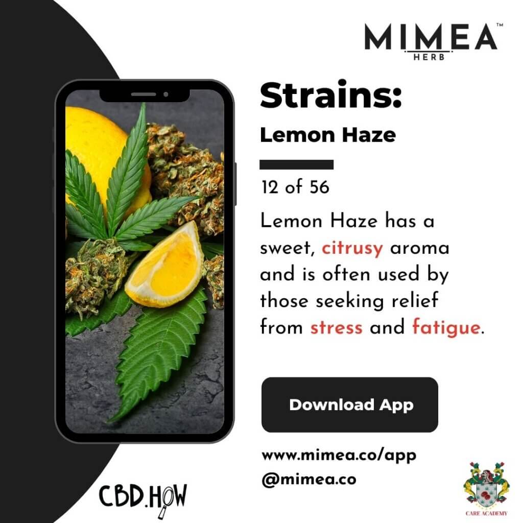 Lemon Haze Cannabis Strain