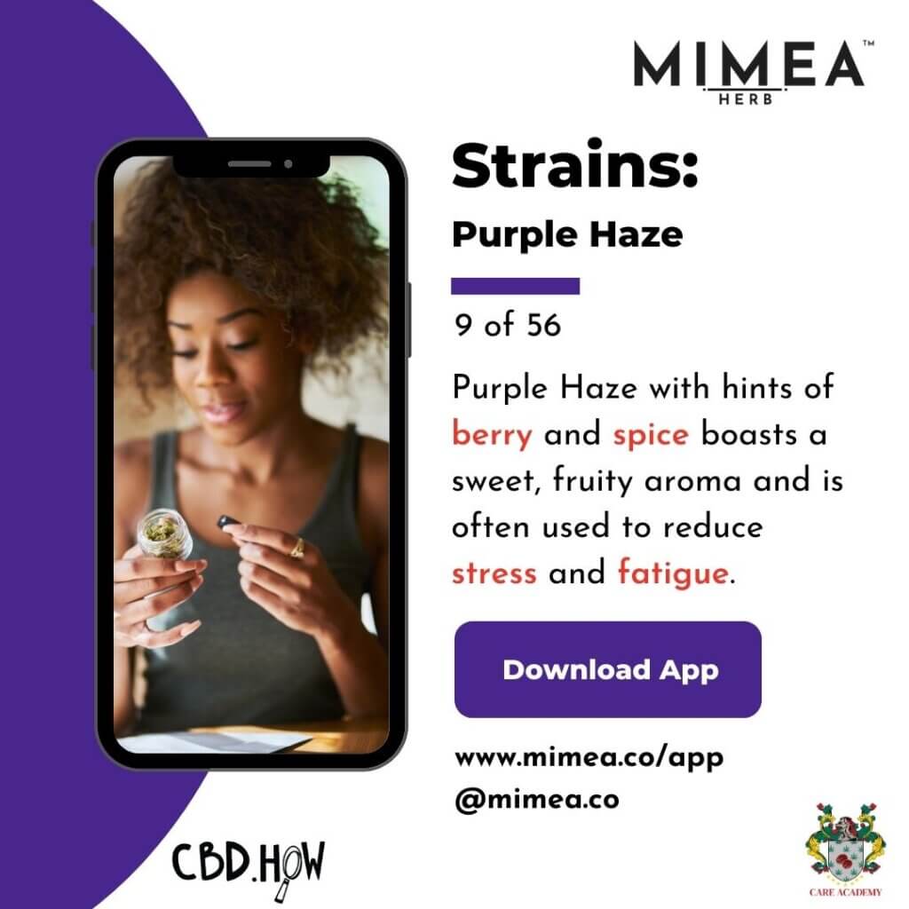 Purple Haze Cannabis Strain