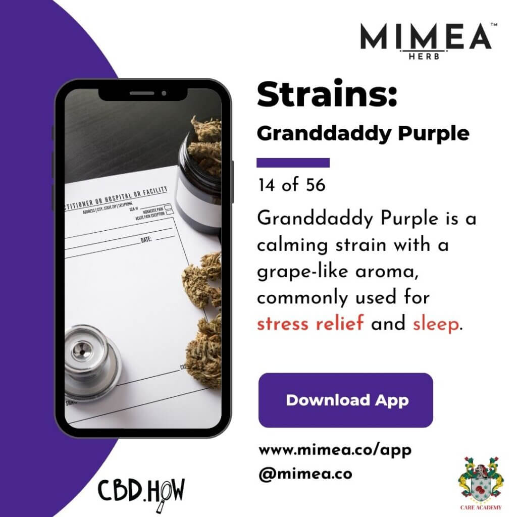 Granddaddy Purple Cannabis Strain