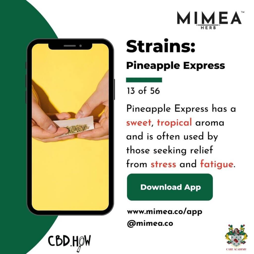 Pineapple Express Cannabis Strain