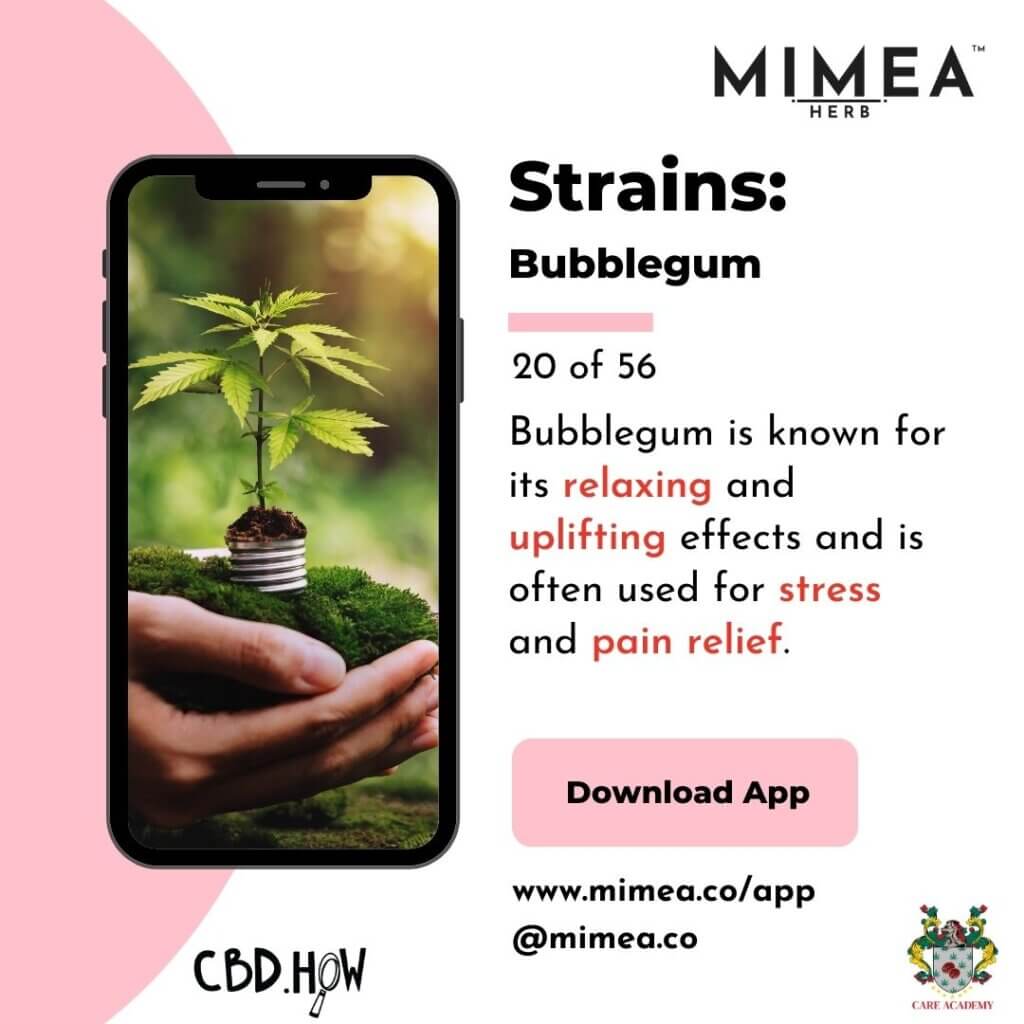 Bubblegum Cannabis Strain