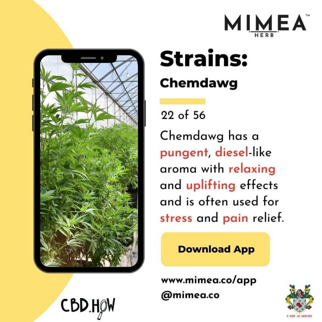 Chemdawg Cannabis Strain