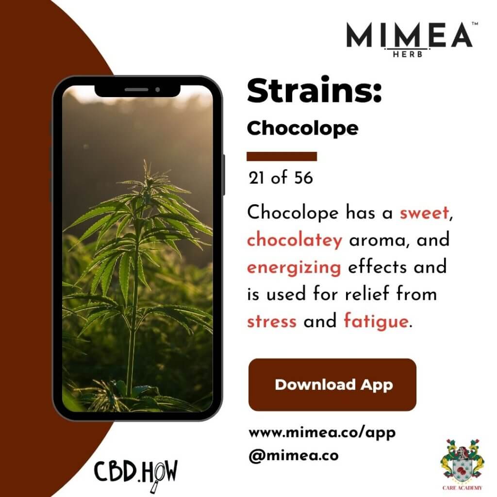 Chocolope Cannabis Strain
