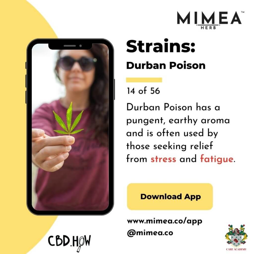 Durban Poison Cannabis Strain