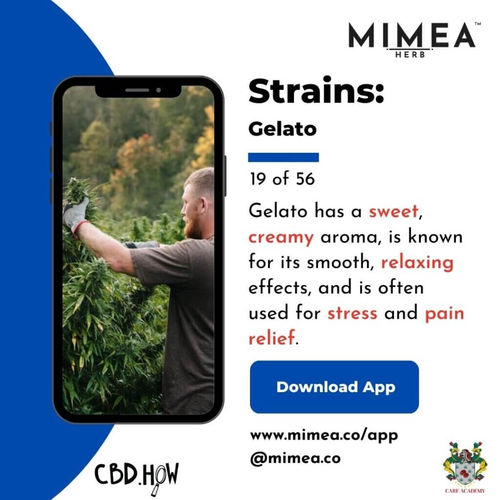 Gelato Cannabis Strain