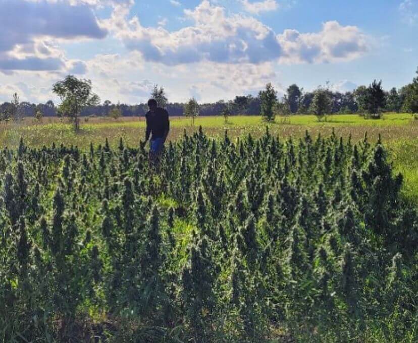 Grow Cannabis Outdoors