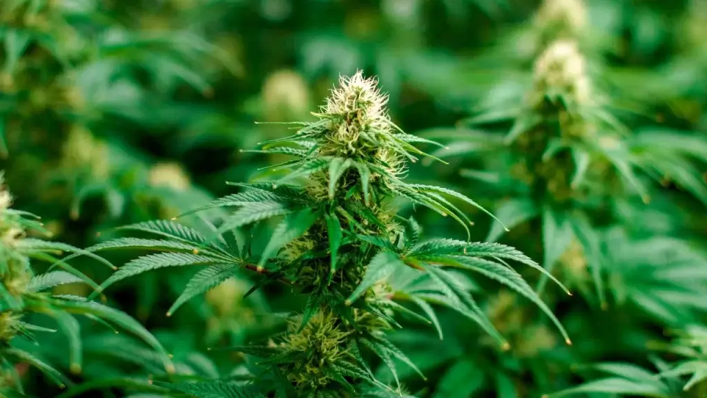 Cannabis Strains for Pain Relief